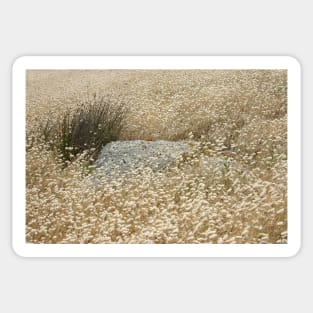 Grass tails among the granite Sticker